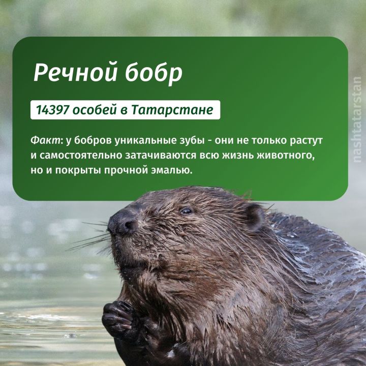 Кто живет в реках Татарстана?