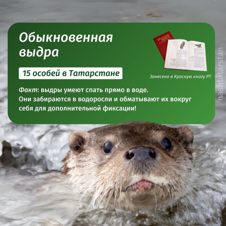 Кто живет в реках Татарстана?
