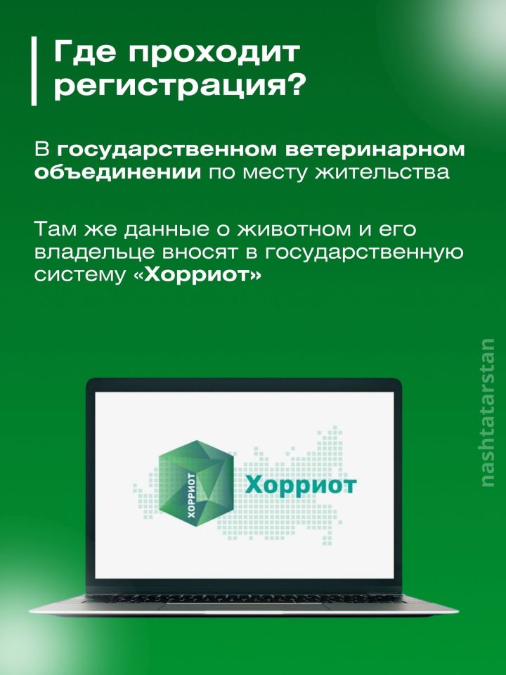За домашнюю собаку без регистрации можно будет получить штраф