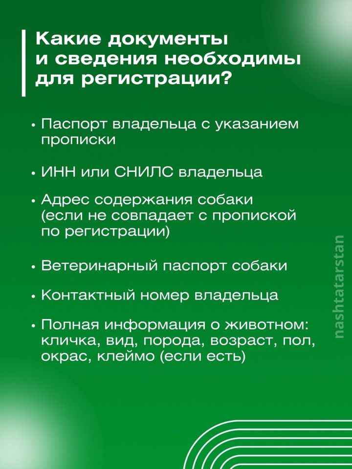 За домашнюю собаку без регистрации можно будет получить штраф