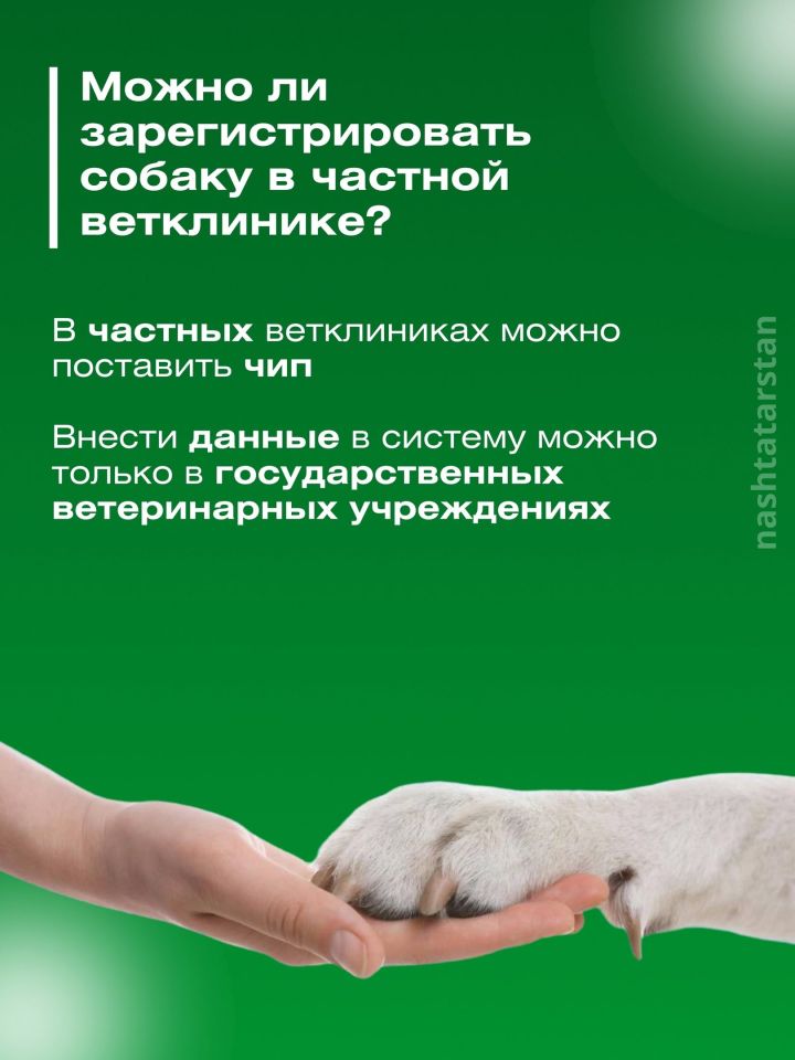 За домашнюю собаку без регистрации можно будет получить штраф