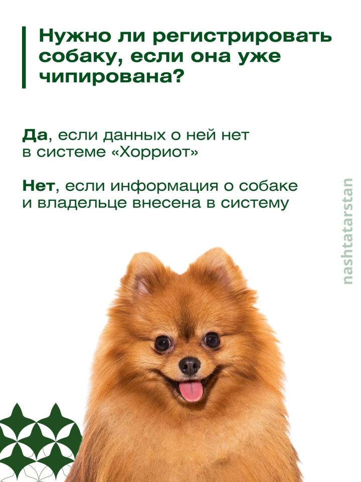 За домашнюю собаку без регистрации можно будет получить штраф