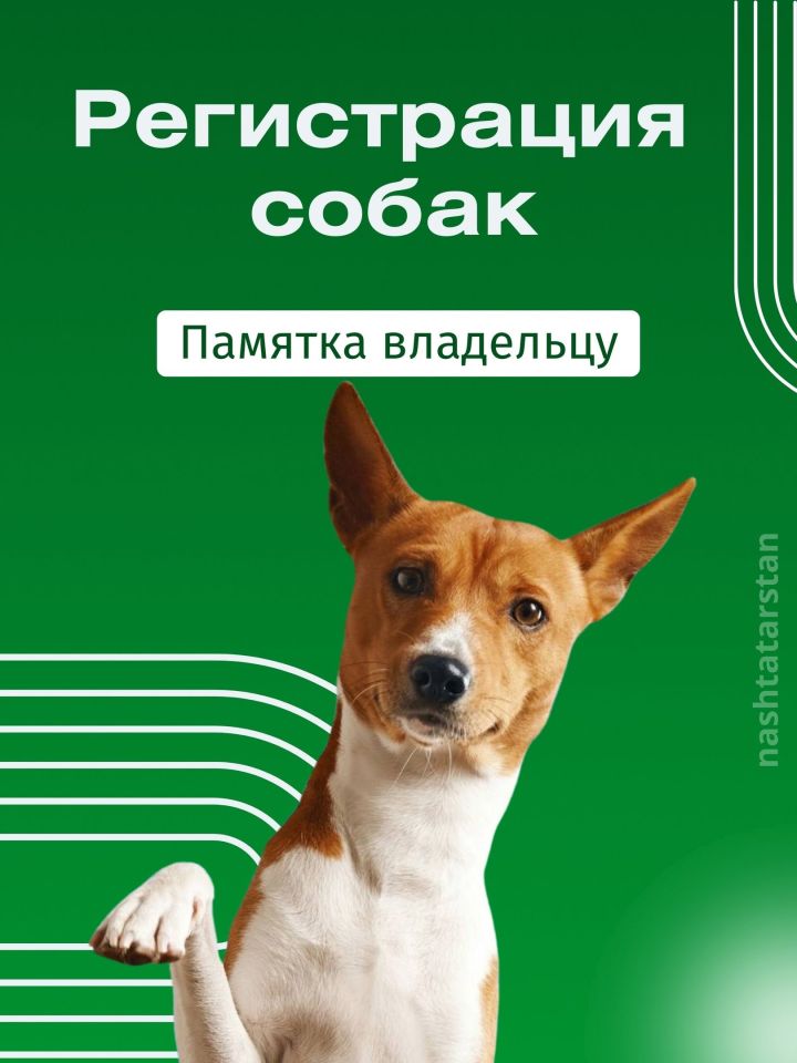 За домашнюю собаку без регистрации можно будет получить штраф