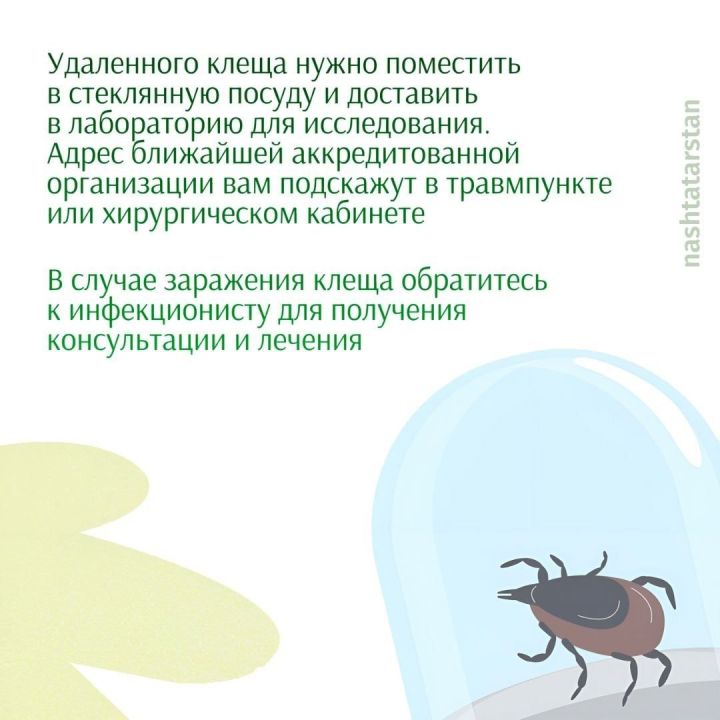 Как защитить себя от клещей?