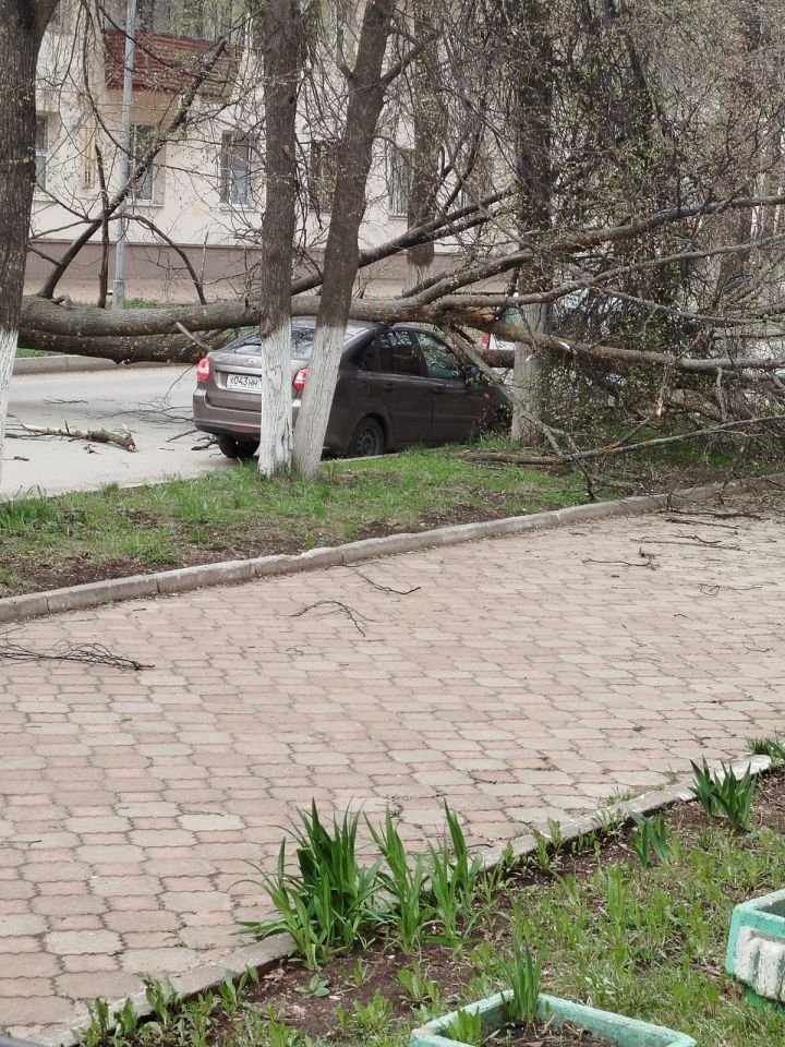 В Лениногорске дерево рухнуло на припаркованную машину
