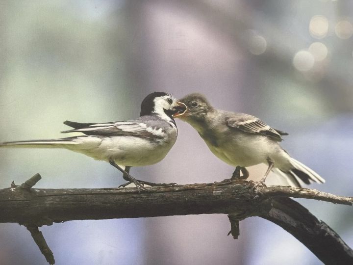 В Лениногорске проходит фотовыставка «Дыхание живой природы»