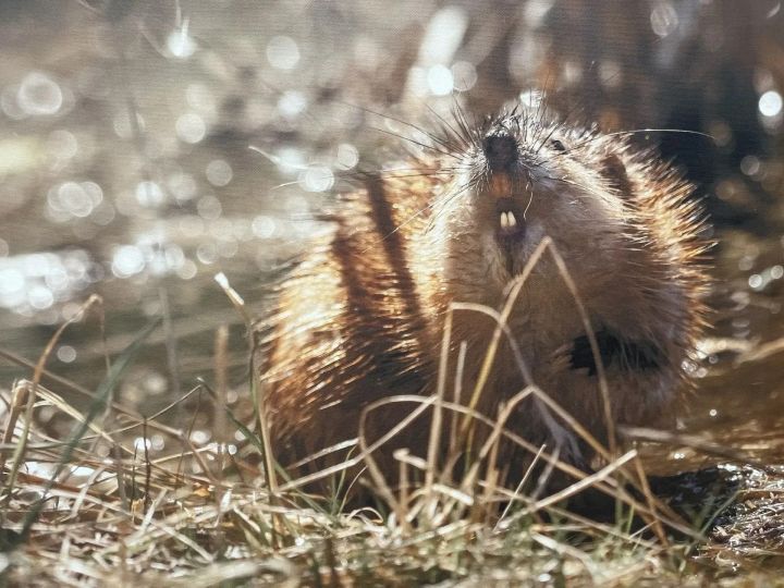 В Лениногорске проходит фотовыставка «Дыхание живой природы»