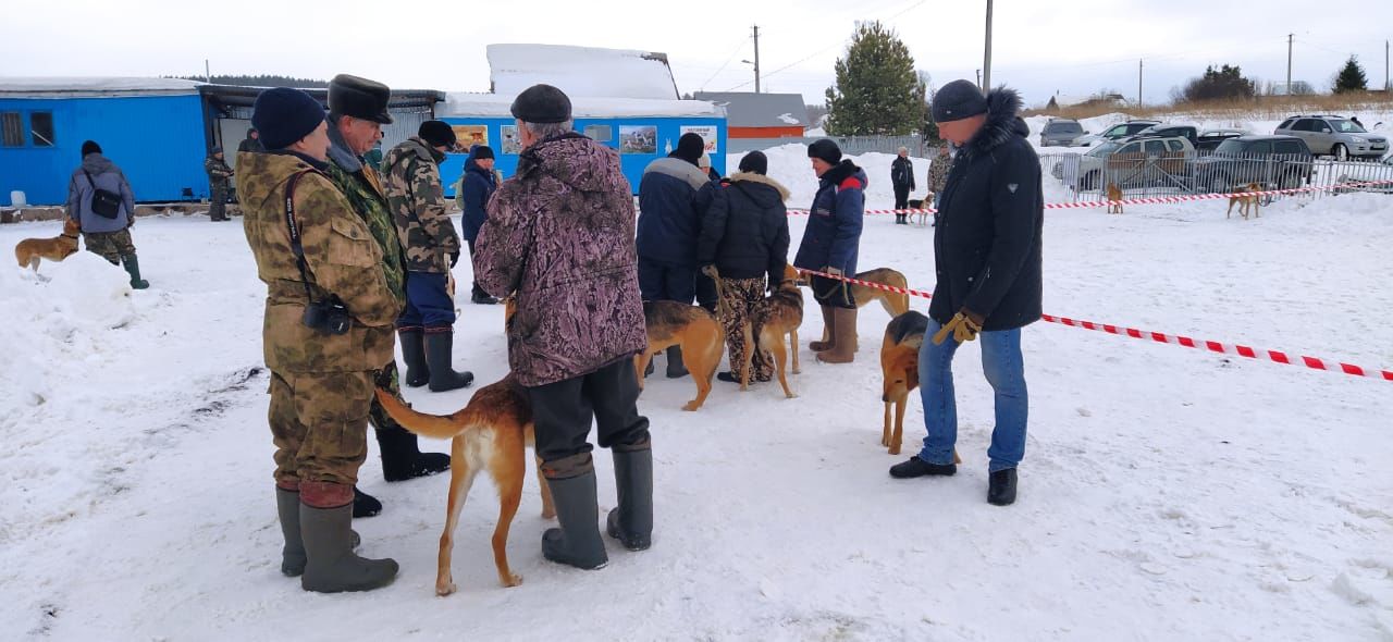 Выставка собак охотничьих пород проведена в Лениногорском районе