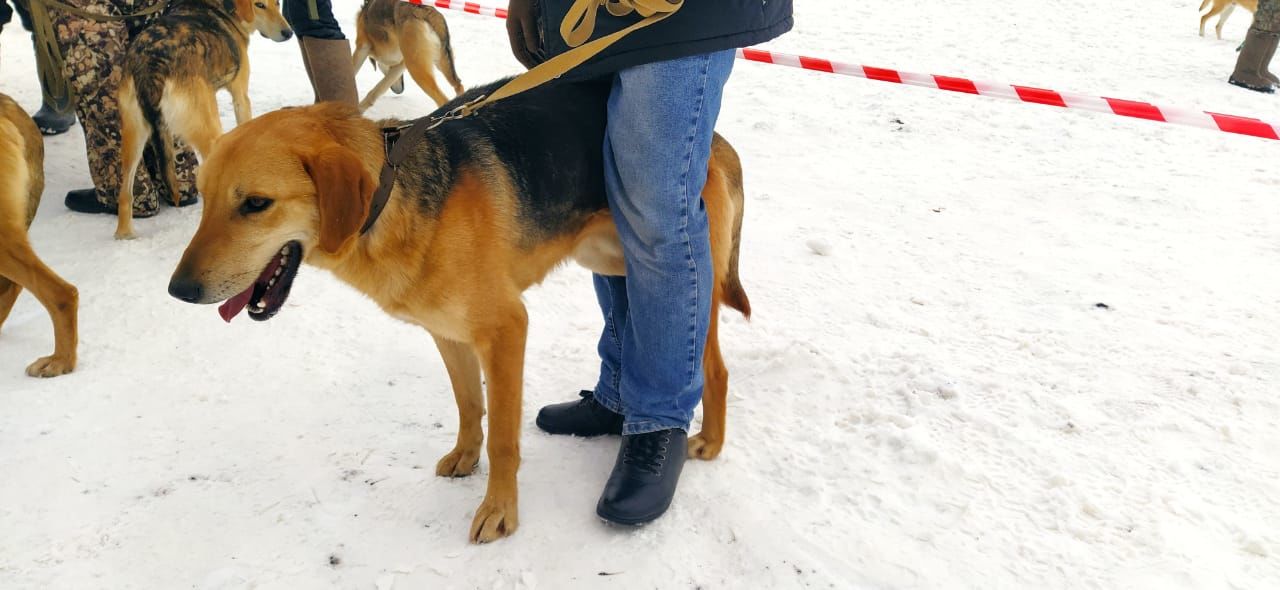 Выставка собак охотничьих пород проведена в Лениногорском районе