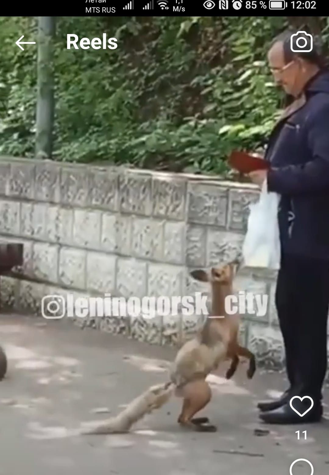 В Лениногорске лиса пришла в парк и гуляла среди людей