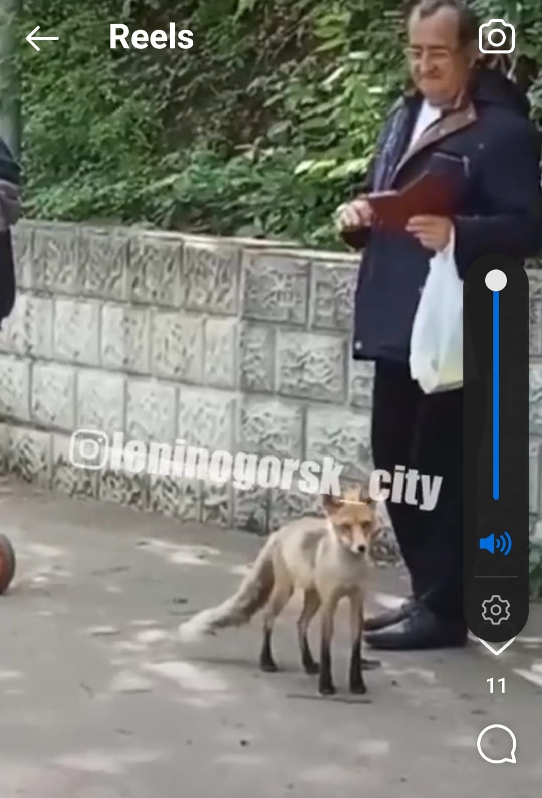 В Лениногорске лиса пришла в парк и гуляла среди людей