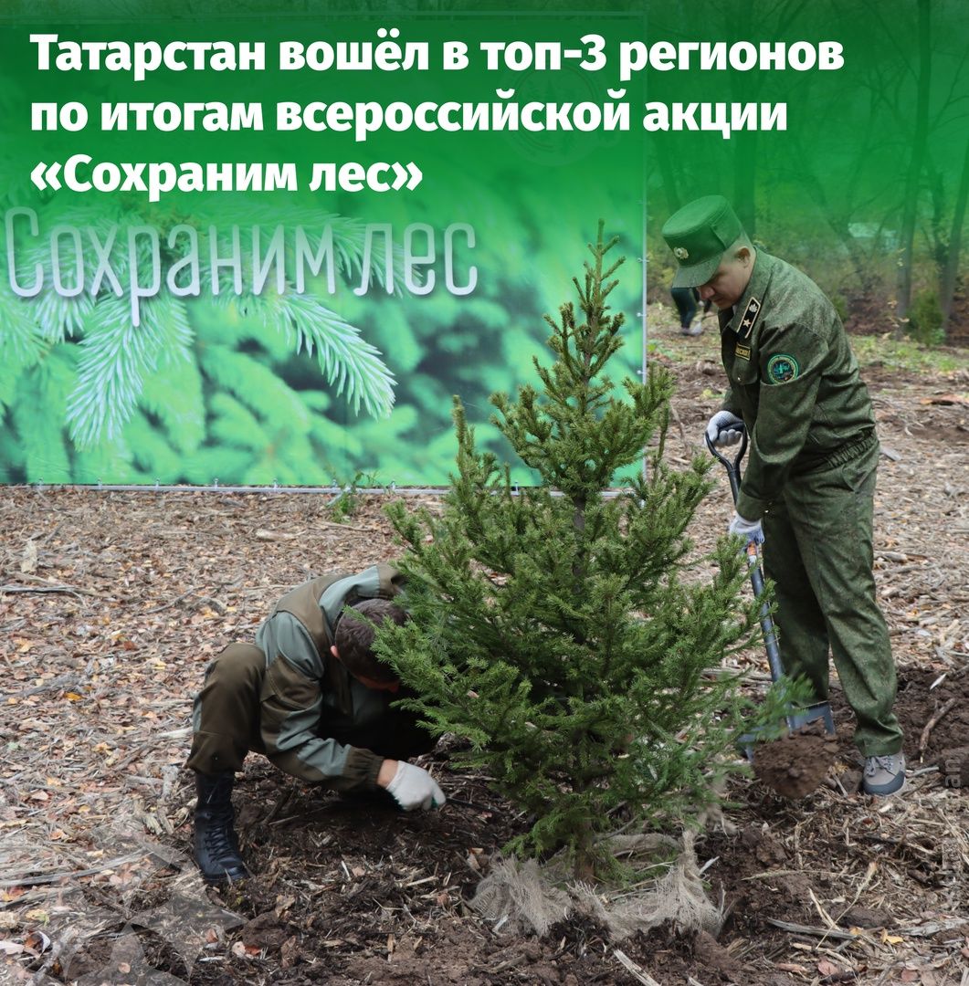 Татарстан стал одним из 3 лучших регионов России по сохранению и восстановлению лесов