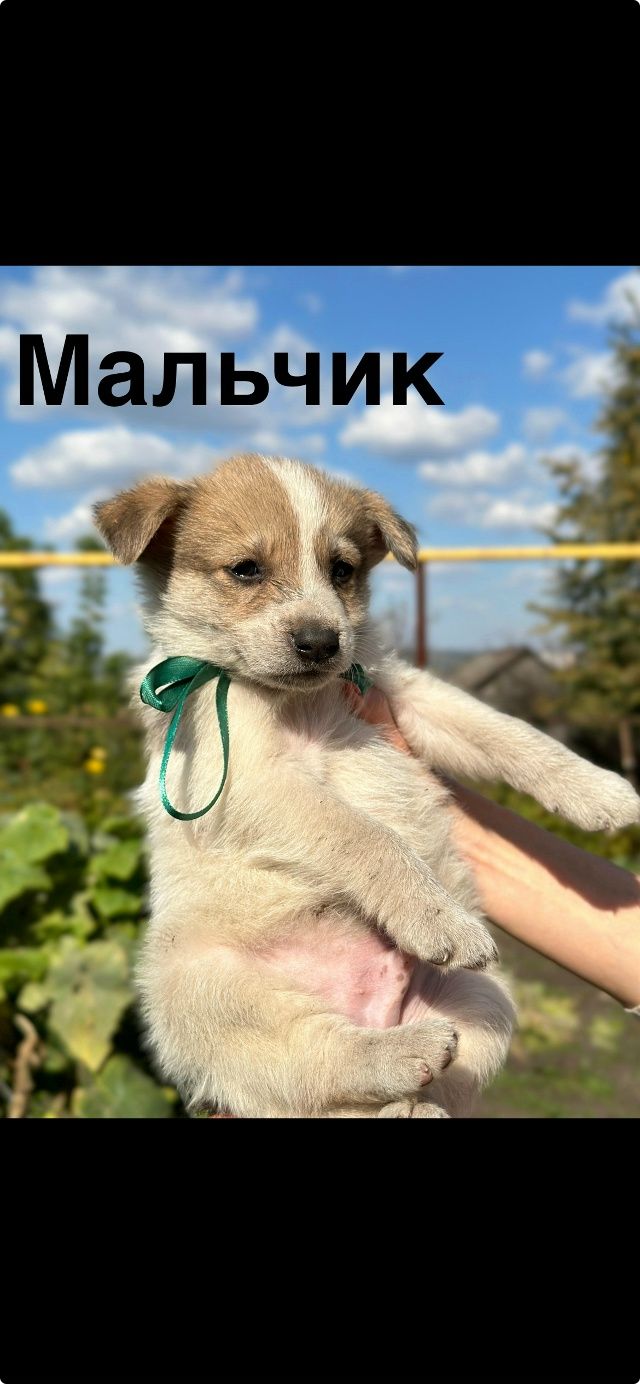 В Лениногорске выброшенные щенки ищут новый дом