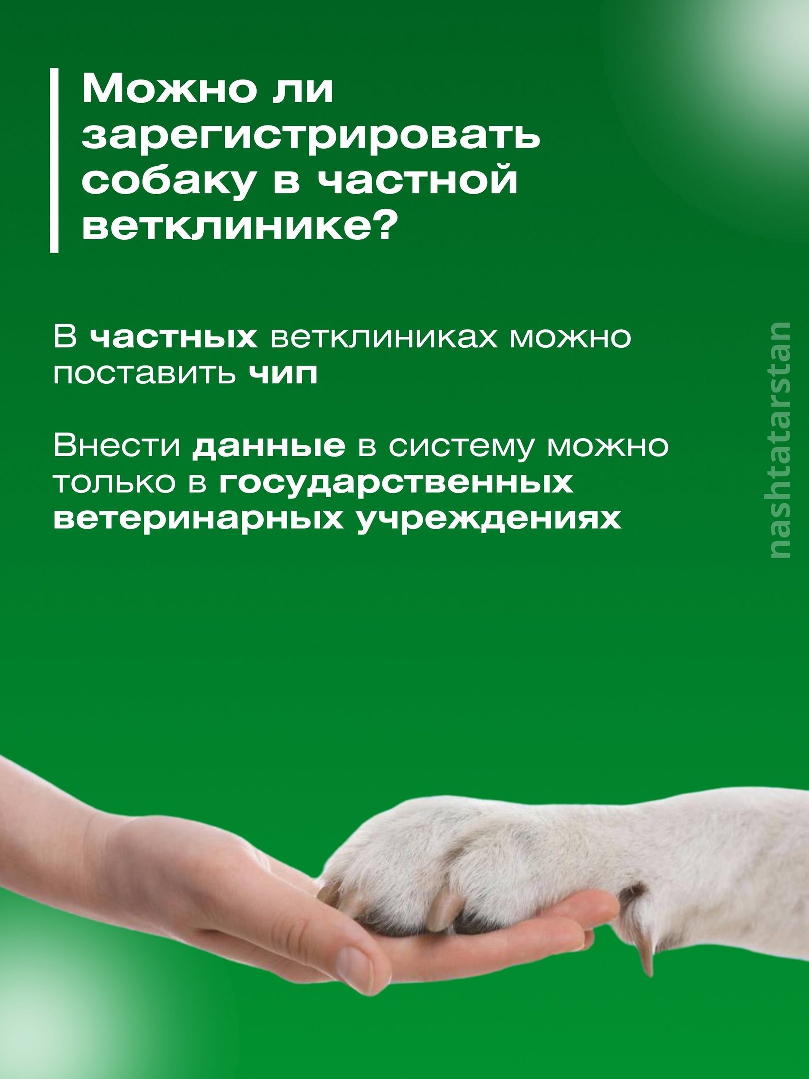 За домашнюю собаку без регистрации можно будет получить штраф