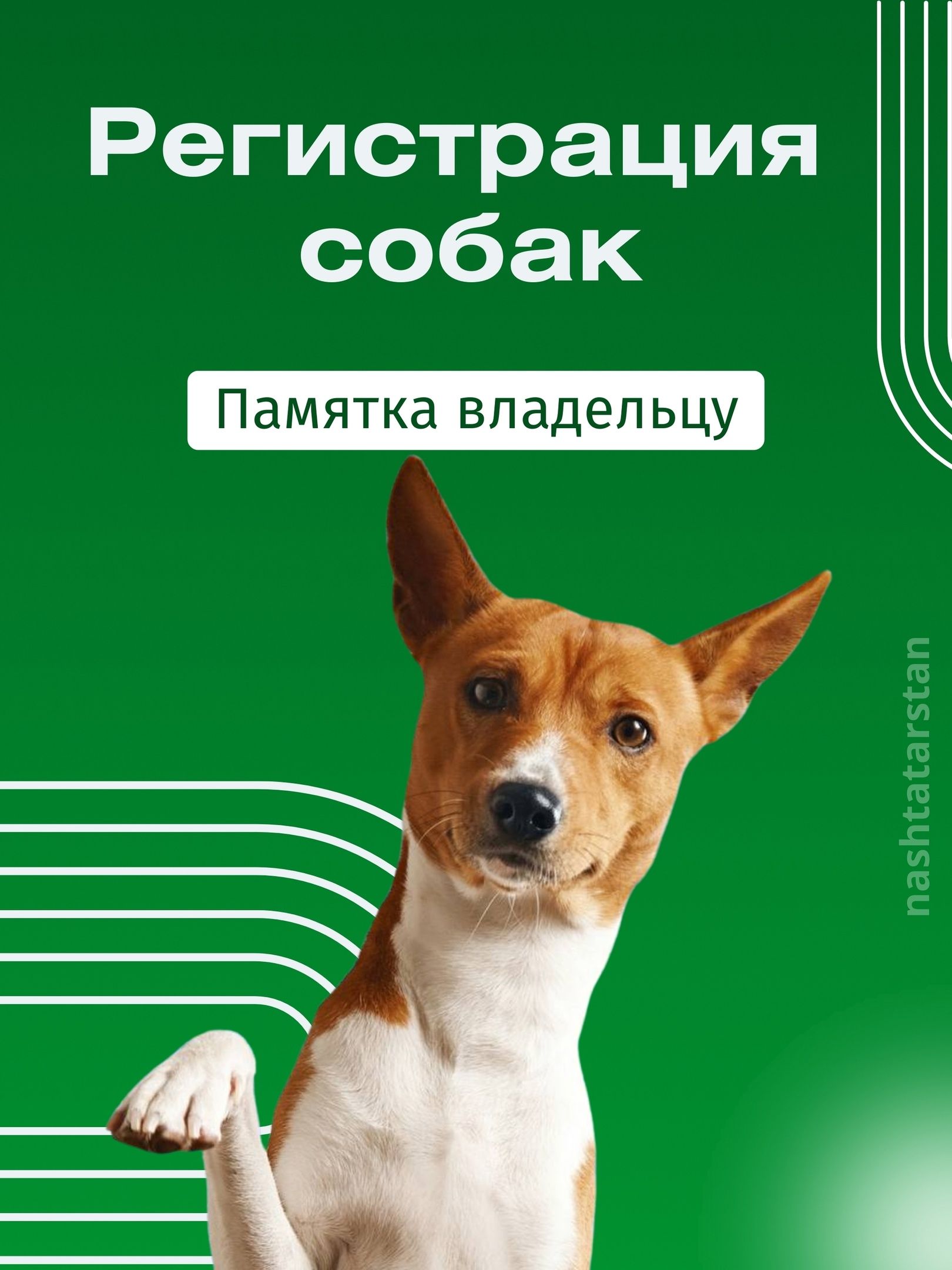 За домашнюю собаку без регистрации можно будет получить штраф