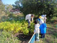 В Лениногорске малыши и воспитатели детского сада собрали урожай с своих грядок