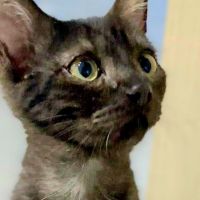 В Лениногорске котята ищут дом и любящих хозяев