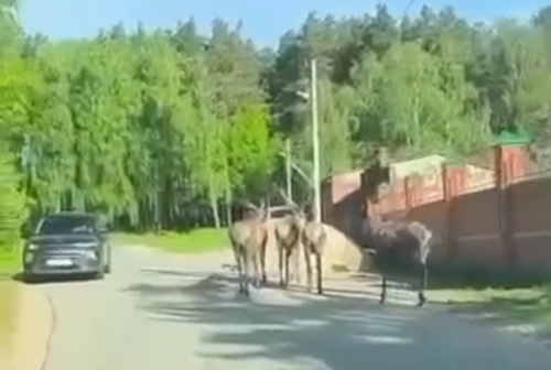 В Казани олени гуляли по дорогам Советского района