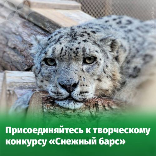 Юные татарстанцы смогут увидеть ирбисов в естественной среде обитания на Алтае