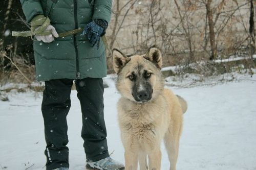 Пёс Лис из Лениногорска ищет нового хозяина