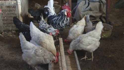 Стали известны подробности заболевания гриппом птиц в Лениногорском районе