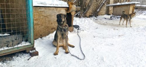 В Республике Татарстан задержаны виновные в нападении собак на ребенка