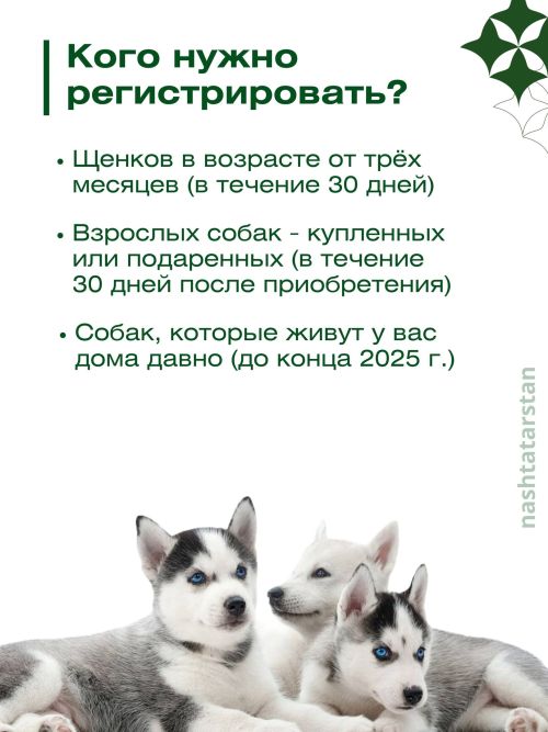 За домашнюю собаку без регистрации можно будет получить штраф