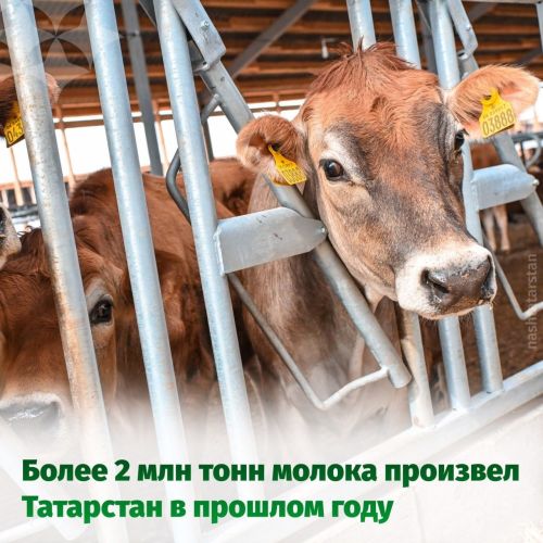 Более 2 миллиона тонн молока произвел Татарстан в прошлом году
