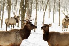 12 февраля - Трехсвятие, Васильев день
