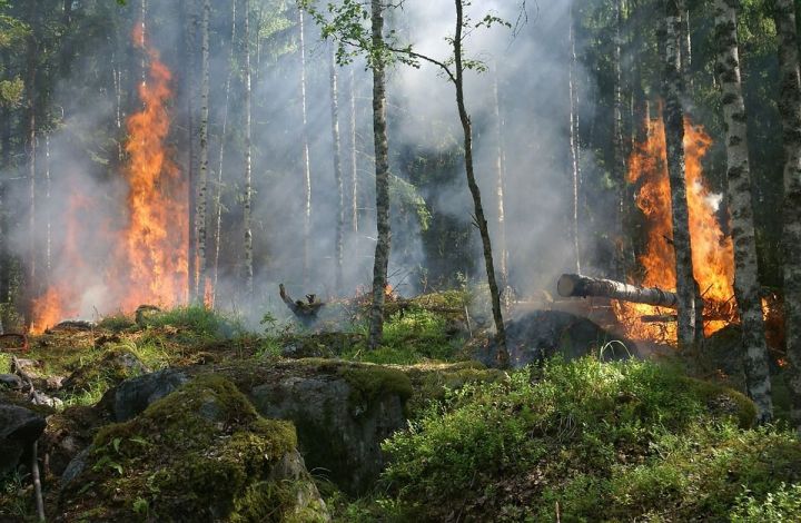 В Татарстане объявлено штормовое предупреждение из-за пожароопасности лесов