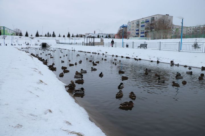 Пусть зимуют!Будь человеком.