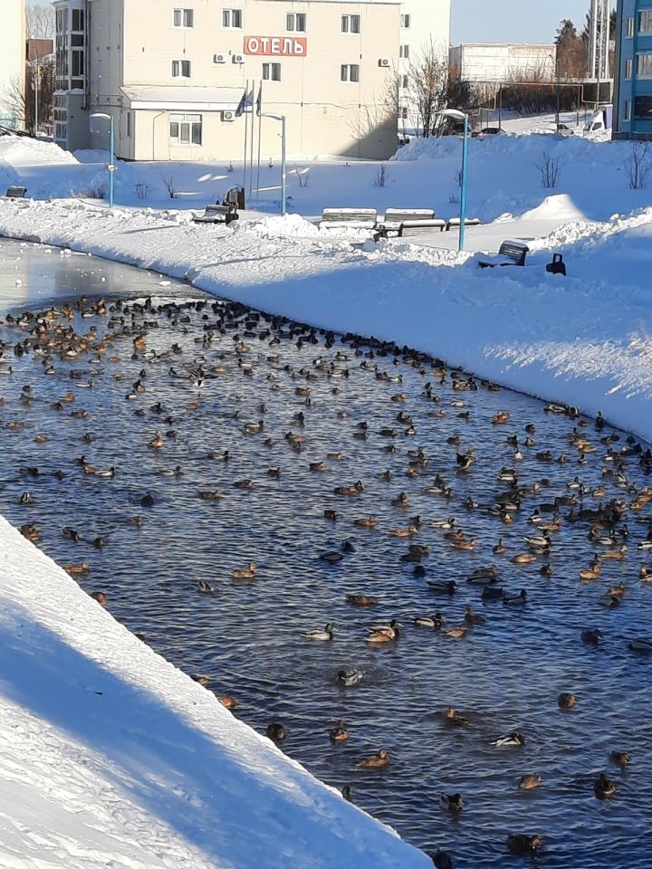 В эти морозные январские дни лениногорским уткам очень нужна наша помощь!
