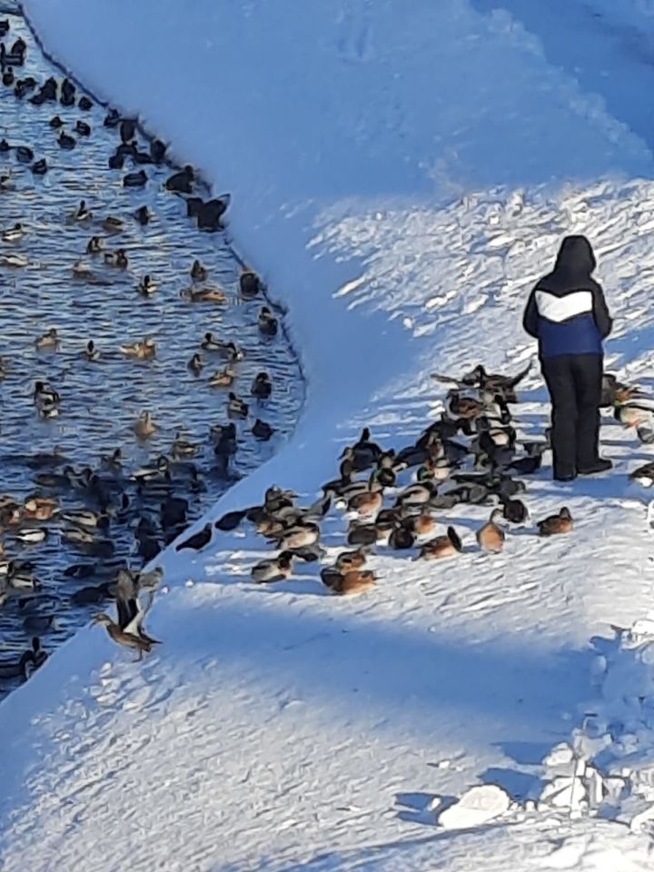 В эти морозные январские дни лениногорским уткам очень нужна наша помощь!