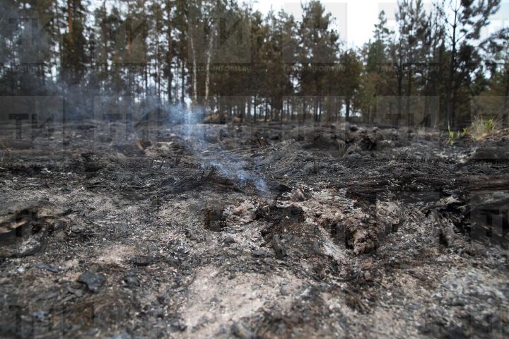 В 2023 году  леса Татарстана будут патрулировать 27 машин для профилактики  пожаров