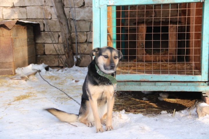Отлов бездомных животных в Лениногорске пройдет 9 декабря