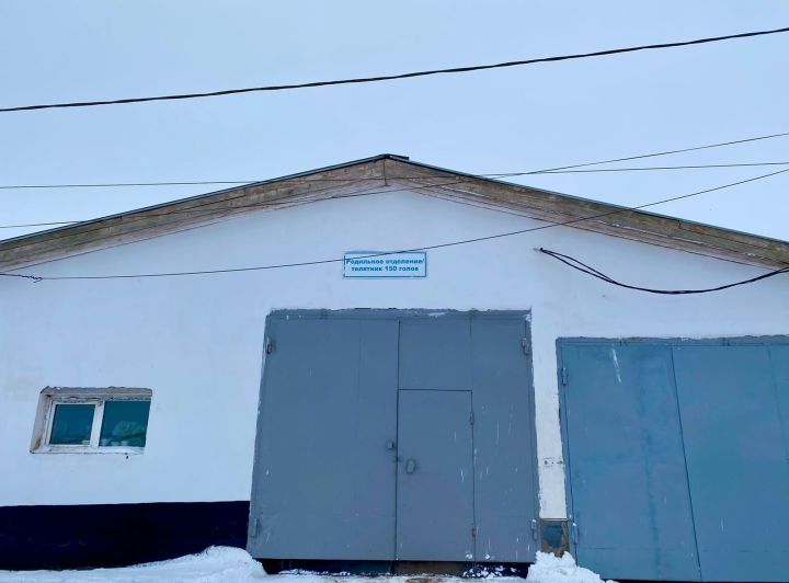 В Лениногорском районе новорожденных телят поят пастеризованным молоком