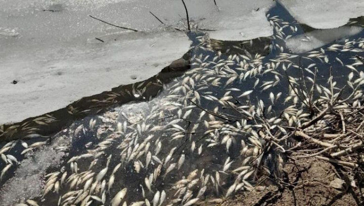 В Лениногорске зафиксировали массовый мор рыбы