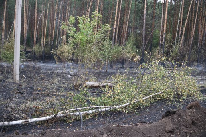 В Лениногорске вводится особый противопожарный режим