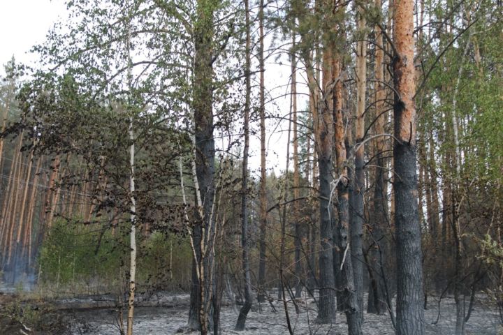 В Лениногорске вводится особый противопожарный режим