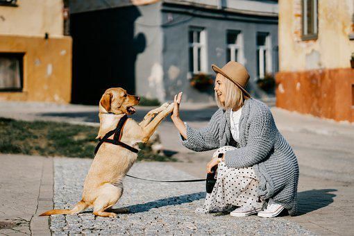 В Лениногорском районе будет производится отлов бездомных собак