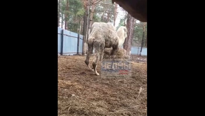 Скандальное видео о голодающих в челнинском зверинце животных вызвало реакцию правозащитников