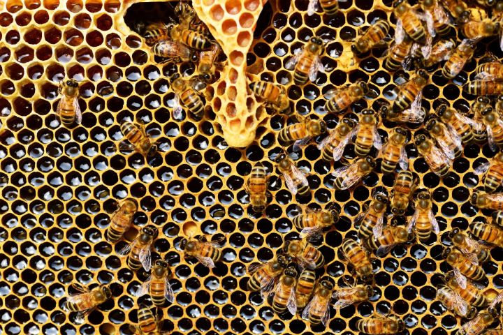 Разведение пчел на дачном участке: что говорит закон