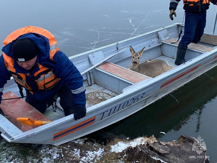 В Бугульминском районе косуля не могла передвигаться по льду и едва не замёрзла