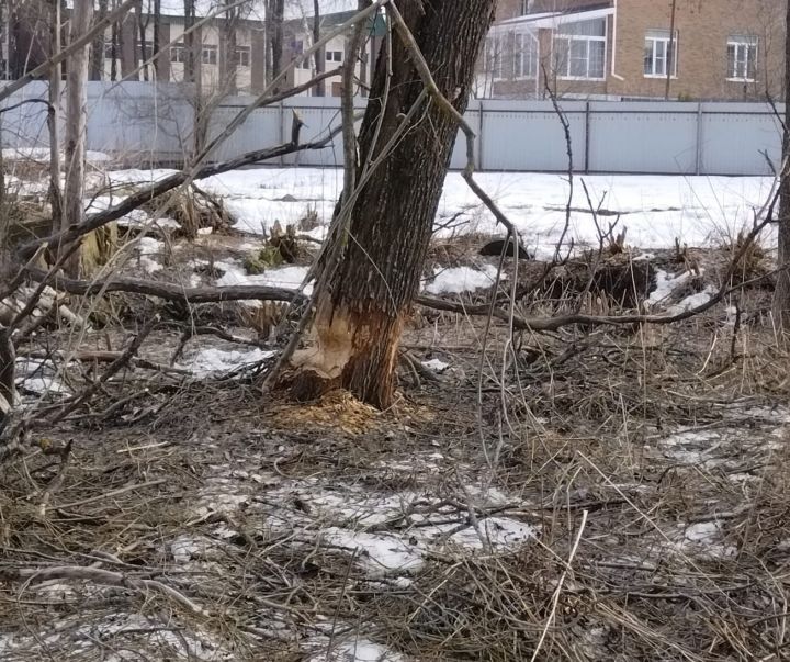 В лесопарковой зоне Лениногорска бобры повреждают деревья