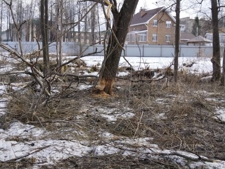 В лесопарковой зоне Лениногорска бобры повреждают деревья