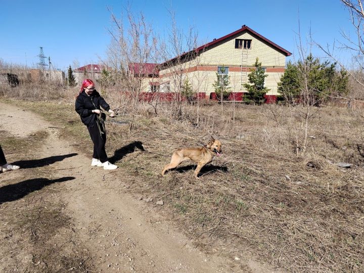 В Лениногорске специалисты психологического центра «Логос» оказали помощь бездомным животным