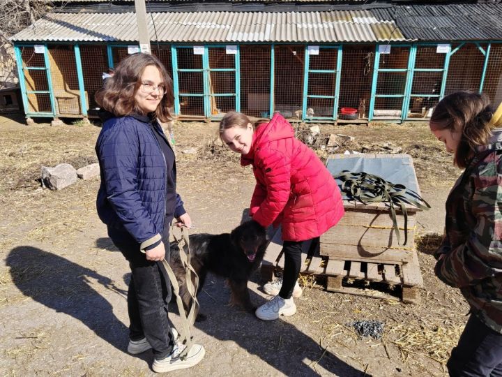 В Лениногорске специалисты психологического центра «Логос» оказали помощь бездомным животным