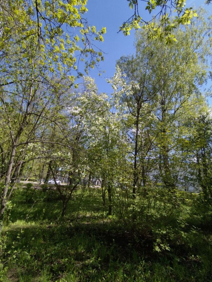 В Лениногорске специалисты проведут обработку лесопарковой зоны от клещей