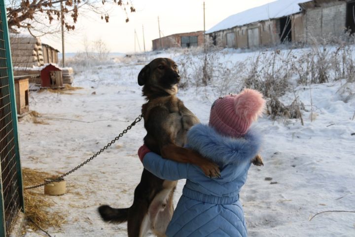 4 апреля в Лениногорске будут отлавливать бродячих собак