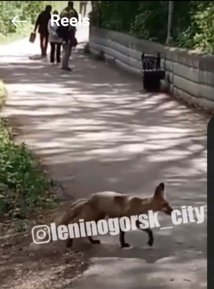 В Лениногорске лиса пришла в парк и гуляла среди людей